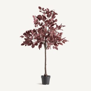 Planta haya roja clásica